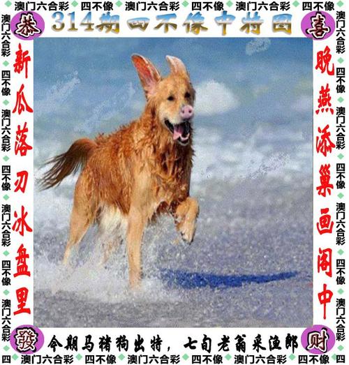 管家婆白小姐四肖必選2021,最佳精選數(shù)據(jù)資料_手機(jī)版24.02.60