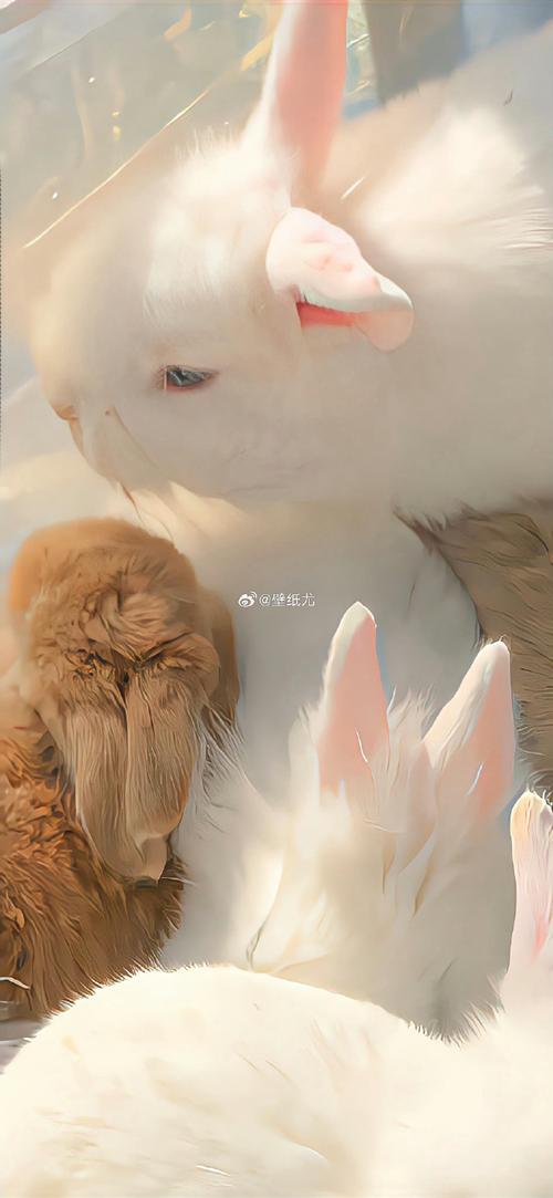 澳門水果爺爺高手論壇,最佳精選數(shù)據(jù)資料_手機(jī)版24.02.60